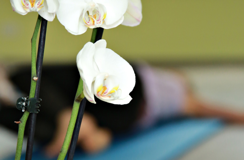 Kursstudio Motus Sanum, Orchidee